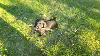 Embers, a female Golden Retriever and Poodle - Standard  for sale in Sioux Falls, SD – 4 of 7