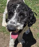 Embers, a female Golden Retriever and Poodle - Standard  for sale in Sioux Falls, SD – 5 of 7