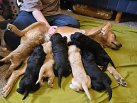 Embers, a female Golden Retriever and Poodle - Standard  for sale in Sioux Falls, SD – 7 of 7