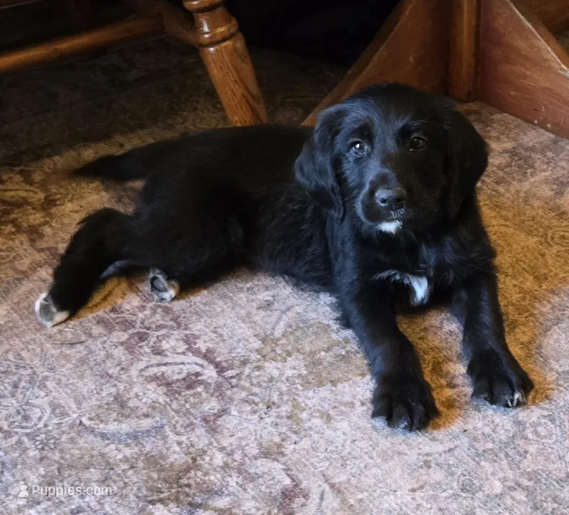 Embers – Golden Retriever, Poodle - Standard  puppy for sale in Sioux Falls, SD
