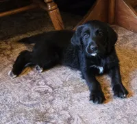Embers, a female Golden Retriever and Poodle - Standard  for sale in Sioux Falls, SD – 1 of 7