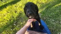 Embers, a female Golden Retriever and Poodle - Standard  for sale in Sioux Falls, SD – 3 of 7