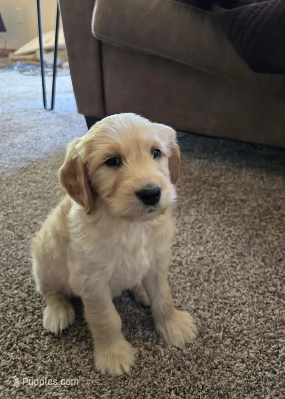 Oakley  – Golden Retriever, Poodle - Standard  puppy for sale in Sioux Falls, SD