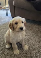 Oakley , a male Golden Retriever and Poodle - Standard  for sale in Sioux Falls, SD – Photo 1 of 3