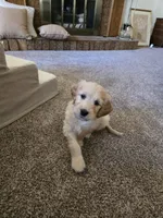 Oakley , a male Golden Retriever and Poodle - Standard  for sale in Sioux Falls, SD – Photo 3 of 3