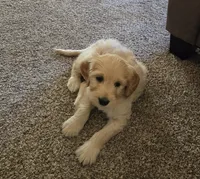 Oakley , a male Golden Retriever and Poodle - Standard  for sale in Sioux Falls, SD – Photo 2 of 3