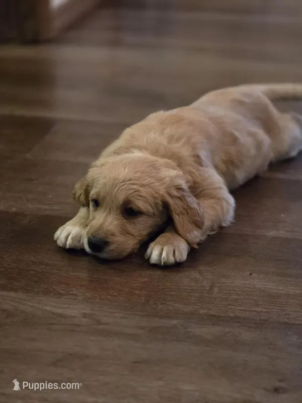 Owen – Poodle - Standard  puppy for sale in Sioux Falls, SD