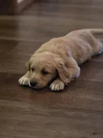 Owen, a male Poodle - Standard  for sale in Sioux Falls, SD – Photo 1 of 4