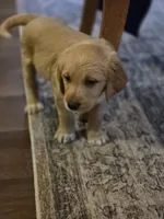 Owen, a male Poodle - Standard  for sale in Sioux Falls, SD – Photo 3 of 4