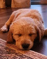 Owen, a male Poodle - Standard  for sale in Sioux Falls, SD – Photo 4 of 4