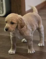 Owen, a male Poodle - Standard  for sale in Sioux Falls, SD – Photo 2 of 4