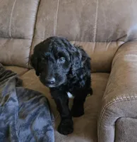 Emmett , a male Golden Retriever and Poodle - Standard  for sale in Sioux Falls, SD – Photo 2 of 2