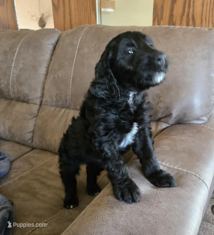 Emmett  – Golden Retriever, Poodle - Standard  puppy for sale in Sioux Falls, SD