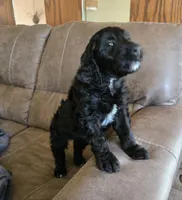 Emmett , a male Golden Retriever and Poodle - Standard  for sale in Sioux Falls, SD – Photo 1 of 2