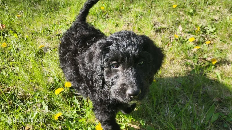 Emmett  – Golden Retriever, Poodle - Standard  puppy for sale in Sioux Falls, SD