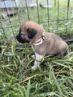 Kangal Great Pyranese, a male Great Pyrenees and Kangal Dog for sale in Newport, TN – 3 of 5