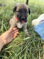 Kangal Great Pyranese, a male Great Pyrenees and Kangal Dog for sale in Newport, TN – 4 of 5