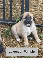 Kangal Pyranese, a female Great Pyrenees and Kangal Dog for sale in Newport, TN – 7 of 7