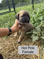 Kangal Pyranese, a female Great Pyrenees and Kangal Dog for sale in Newport, TN – 2 of 7