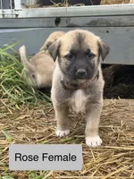 Kangal Pyranese, a female Great Pyrenees and Kangal Dog for sale in Newport, TN – 6 of 7