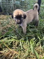 Kangal Great Pyranese, a male Great Pyrenees and Kangal Dog for sale in Newport, TN – 2 of 5