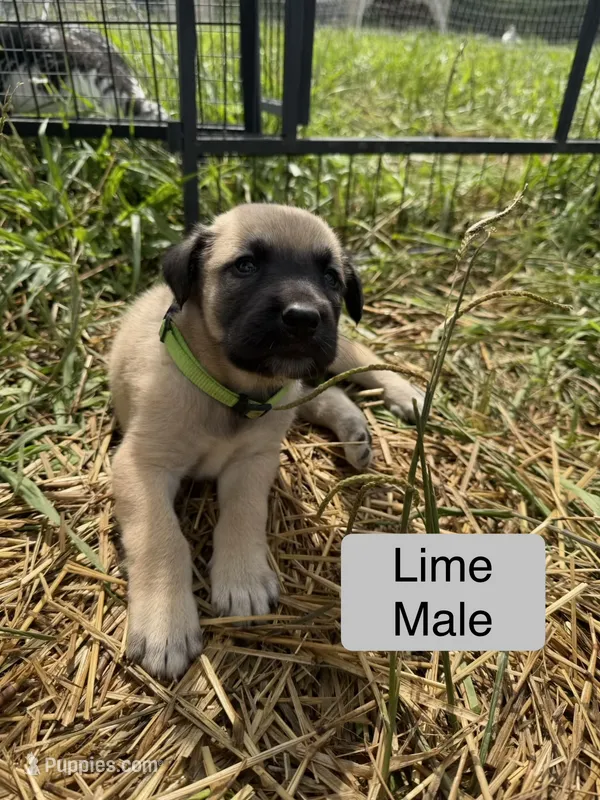 Kangal Great Pyranese – Great Pyrenees, Kangal Dog puppy for sale in Newport, TN