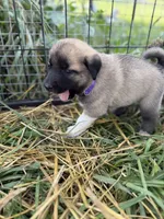 Kangal Great Pyranese, a male Great Pyrenees and Kangal Dog for sale in Newport, TN – 5 of 5