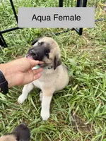 Kangal Pyranese, a female Great Pyrenees and Kangal Dog for sale in Newport, TN – 3 of 7