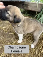 Kangal Pyranese, a female Great Pyrenees and Kangal Dog for sale in Newport, TN – 5 of 7