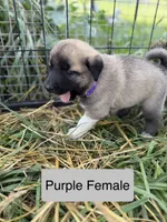 Kangal Pyranese, a female Great Pyrenees and Kangal Dog for sale in Newport, TN – 4 of 7
