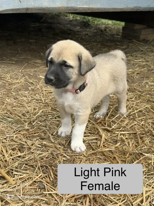 Kangal Pyranese – Great Pyrenees, Kangal Dog puppy for sale in Newport, TN