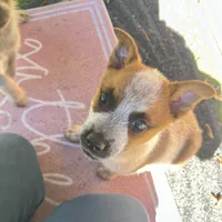 Red Girl , a female Australian Cattle Dog for sale in Warner Springs, CA – 2 of 2