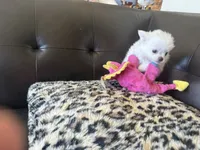 Teddy bear , a male Chihuahua for sale in Warner Springs, CA – 3 of 3