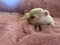 Princess, a female Chihuahua for sale in Warner Springs, CA – 2 of 2