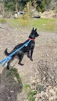 Roo, a female Xoloitzcuintli for sale in Warner Springs, CA – 3 of 4