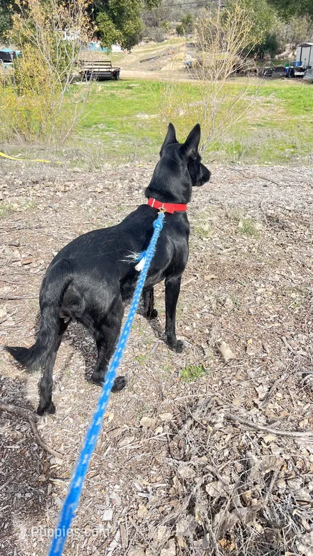 Roo – Xoloitzcuintli puppy for sale in Warner Springs, CA