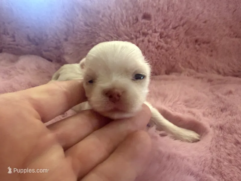 Princess – Chihuahua puppy for sale in Warner Springs, CA