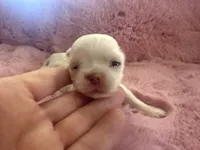 Princess, a female Chihuahua for sale in Warner Springs, CA – 1 of 2