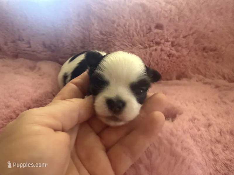 Bingo  – Chihuahua puppy for sale in Warner Springs, CA
