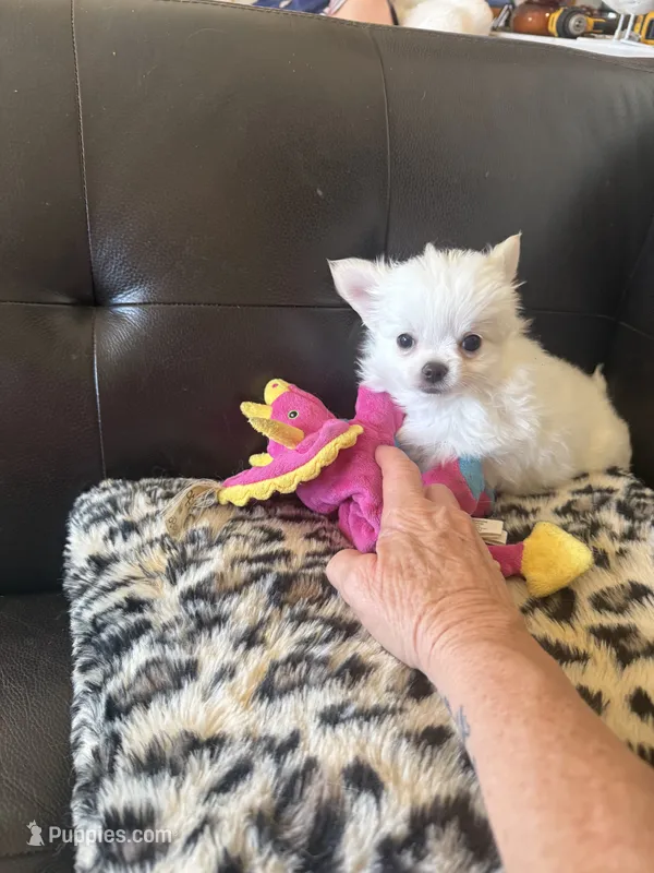Snow ball – Chihuahua puppy for sale in Warner Springs, CA