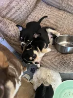 Buttons, a female Chihuahua for sale in Warner Springs, CA – Photo 5 of 7