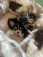 Buttons, a female Chihuahua for sale in Warner Springs, CA – Photo 1 of 7