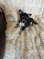 Buttons, a female Chihuahua for sale in Warner Springs, CA – Photo 3 of 7