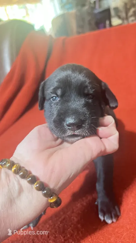 Bruno – Xoloitzcuintli puppy for sale in Warner Springs, CA