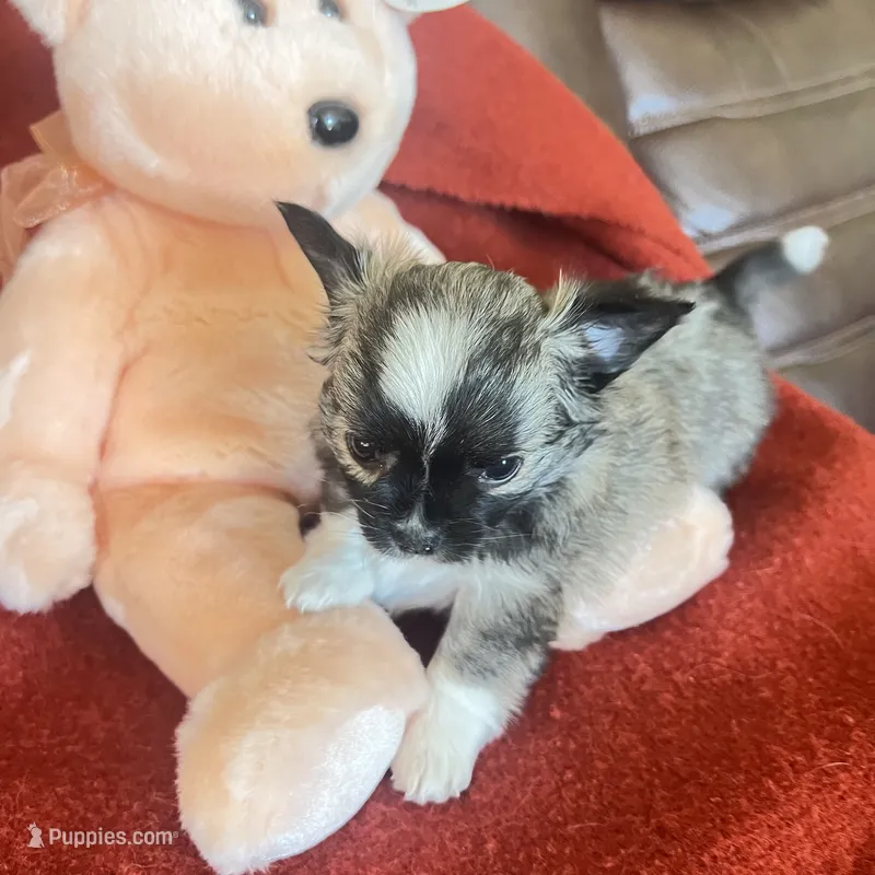 Bambi – Chihuahua puppy for sale in Warner Springs, CA