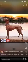 Bruno, a male Xoloitzcuintli for sale in Warner Springs, CA – 4 of 6