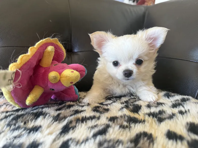 Teddy bear  – Chihuahua puppy for sale in Warner Springs, CA
