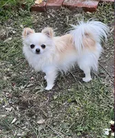 AKC Chenille’s Longcoat, a female Chihuahua for sale in Warner Springs, CA – Photo 3 of 6