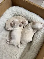 AKC Chenille’s Longcoat, a female Chihuahua for sale in Warner Springs, CA – Photo 1 of 6