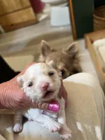 AKC Chenille’s Longcoat, a female Chihuahua for sale in Warner Springs, CA – Photo 2 of 6